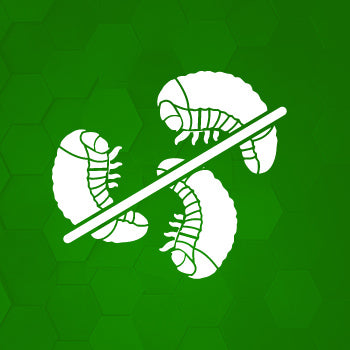 Engerlinge und rüsselkäfer